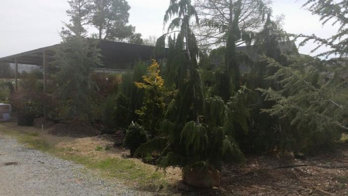 Weeping Alaskan Cedar